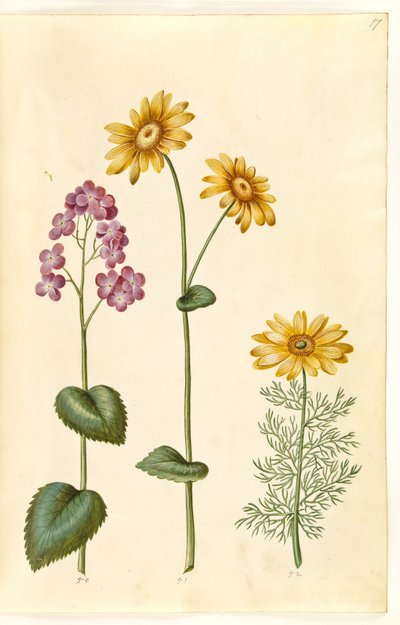 Lunární letničky (judaspenge); Doronicum pardalianches (hjertebladet gemserod); Vernal Adonis (vår-adonis) od Hans Simon Holtzbecker