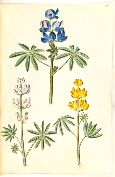 Chlupatý vlk (blå lupin); Bílá lupina (hvid lupine); Žlutá lupina (gul lupine) od Hans Simon Holtzbecker