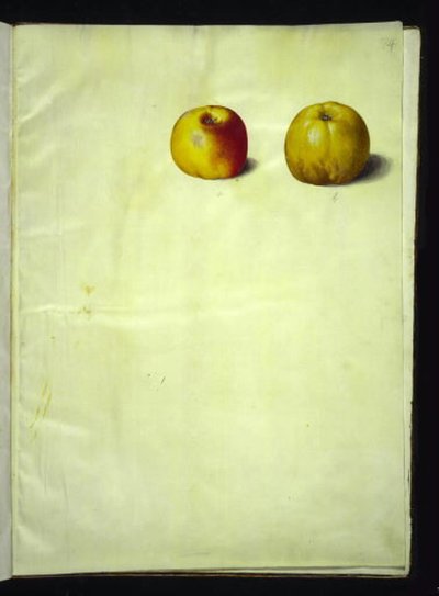 Malus domestica (obyčejné jablko) od Hans Simon Holtzbecker