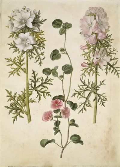 Malva moschata (pyžmový baldachýn); Malva nebo Malope (art af katost nebo malope) od Hans Simon Holtzbecker