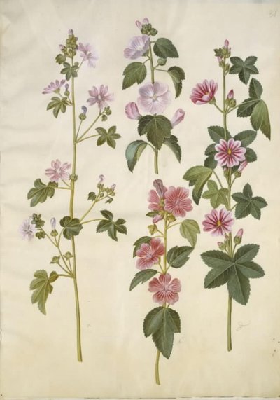 Malva sylvestris (běžný kočičí sýr); Lavatera thuringiaca (německá topolová růže) od Hans Simon Holtzbecker