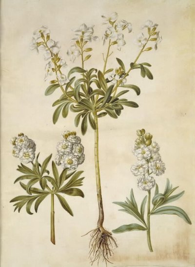 Matthiola incana (vinter-levkøj) od Hans Simon Holtzbecker