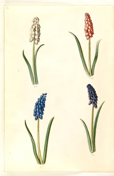 Muscari botryoides (hyacint perlový) od Hans Simon Holtzbecker