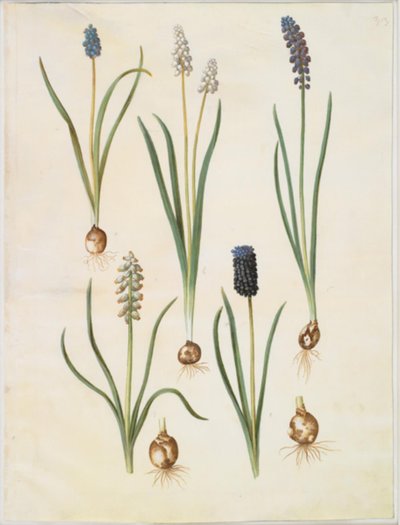 Muscari botryoides (almindelig perlehyacint); Muscari racemosum (muškát-perlehyacint); Muscari zanedbaný od Hans Simon Holtzbecker