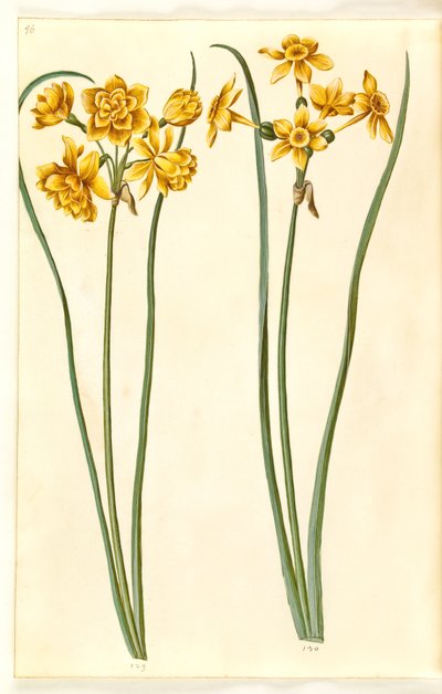 Narcissus jonquilla (siv-narcissus) od Hans Simon Holtzbecker