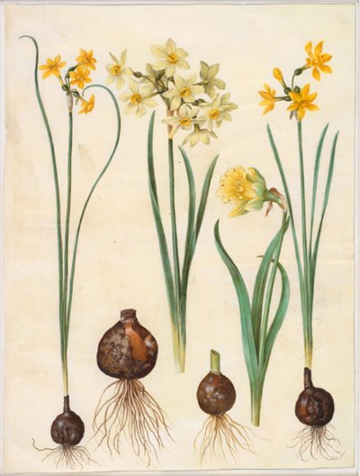 Narcissus jonquilla (narcis); Narcissus tazetta aureus (zlatý tazet); Narcissus pseudonarcissus bicolor (narcis dvoubarevný) od Hans Simon Holtzbecker