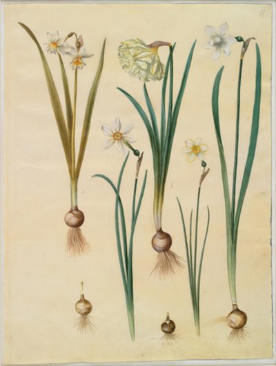 Narcissus ×mediluteus (toblomstret narcis); Narcissus pseudonarcissus; Narcis (narcis); Poetický narcis (pinselilje); Narcis × tenčí od Hans Simon Holtzbecker