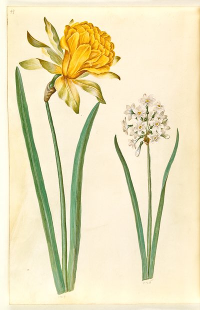 Narcissus pseudonarcissus (narcis); Narcis tazetta (tazet) od Hans Simon Holtzbecker