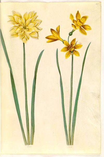 Narcissus pseudonarcissus (narcis); Narcissus tazetta aureus (zlatý tazet) od Hans Simon Holtzbecker