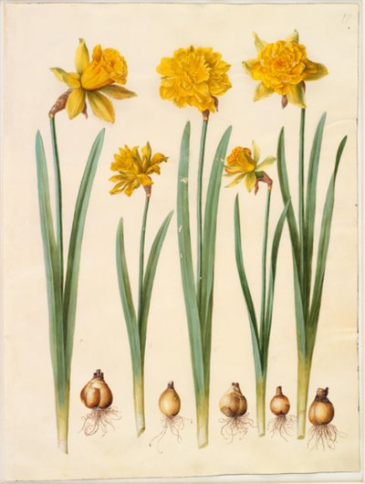 Narcis pseudonarciss od Hans Simon Holtzbecker