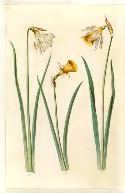 Narcissus pseudonarcissus moschatus (pižmo-narcis); Narcissus bulbocodium (krinolina-narcis); Narcissus pseudonarcissus (påskelilje) od Hans Simon Holtzbecker