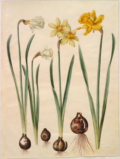 Narcissus pseudonarcissus moschatus (pižmo-narcis); Narcissus ×mediluteus (toblomstret narcis); Narcissus pseudonarcissus major (stor påskelilje) od Hans Simon Holtzbecker