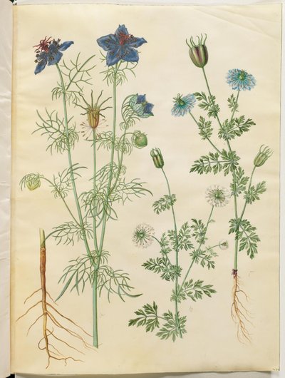 Nigella hispanica (ďábel v buši); Nigella sativa (černý kmín) od Hans Simon Holtzbecker