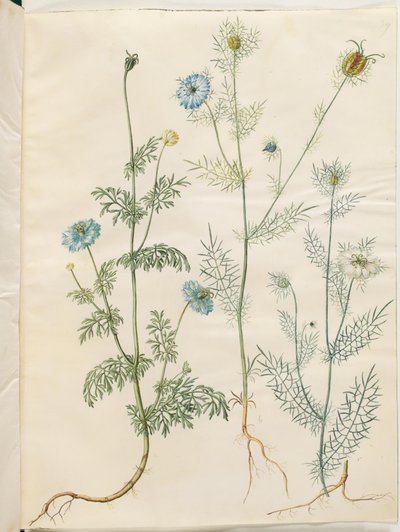 Nigella sativa (černý kmín); Nigella damascena (panna v zeleném) od Hans Simon Holtzbecker