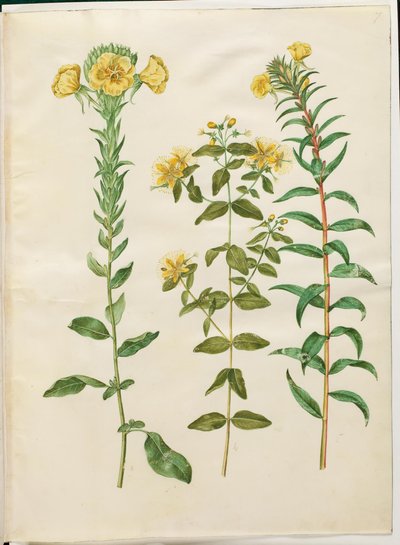 Oenothera biennis (pupalka dvouletá); Hypericum hircinum (třezalka smradlavá); Oenothera rubricaulis (pupalka červenoplodá) od Hans Simon Holtzbecker