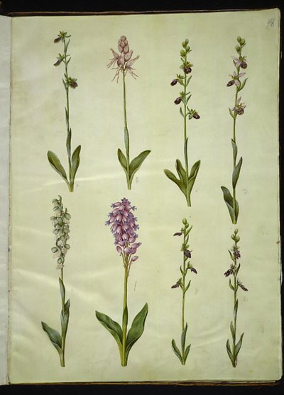 Ophrys apifera nebo Ophrys sphegodes (květ včely nebo rané mušky); "Orchis simia" (květina fantazie); Ophrys apifera (květ včelí mušky); Orchis (bylina kukačka); Orchis militaris (bylina kukačka rytířská); Ophrys insectifera (muška obecná) od Hans Simon Holtzbecker