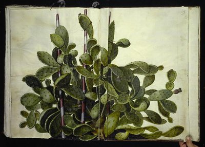 Opuntia ficus-indica, Opuntia humifusa nebo Opuntia monacantha (art af figenkaktus) od Hans Simon Holtzbecker