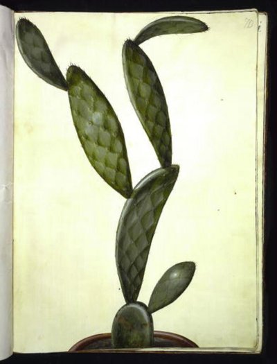 Opuntia monacantha od Hans Simon Holtzbecker
