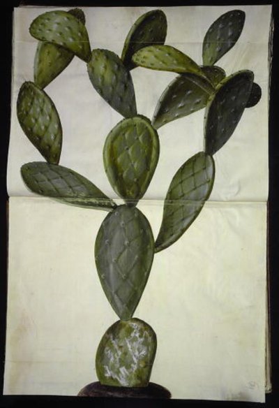 Opuntia monacantha od Hans Simon Holtzbecker