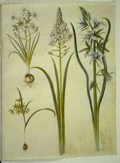 Ornithogalum umbellatum (dietní ptačí mléko); Ornithogalum pyramidale (pyramidové ptačí mléko); Gagea lutea (obyčejná zlatá hvězda); Ornithogalum nutans (ptačí mléko přikyvující) od Hans Simon Holtzbecker