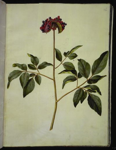 Samčí pivoňka (růže-silkeplante) od Hans Simon Holtzbecker