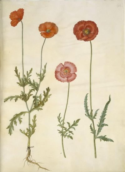 Papaver dubium (plotový mák); Papaver rhoeas (zrnný mák) od Hans Simon Holtzbecker