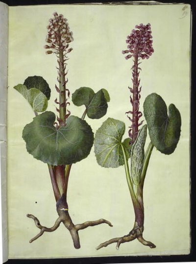 Petasites hybridus (červená podkova) od Hans Simon Holtzbecker