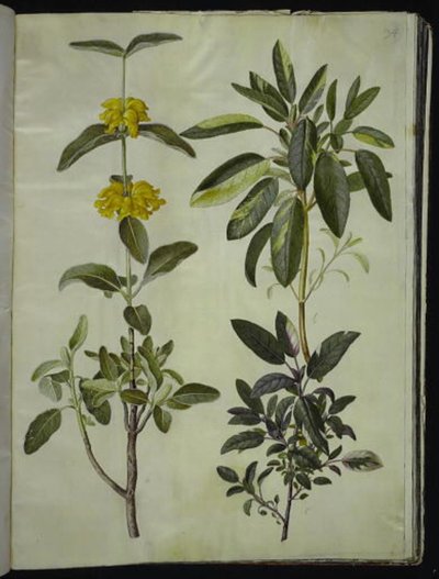 Phlomis fruticosa (hledík obecný); Salvia officinalis (šalvěj lékařská) od Hans Simon Holtzbecker