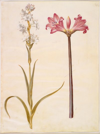 Polianthes tuberosa (tuberóza); Amaryllis belladonna (belladonnalilje) od Hans Simon Holtzbecker