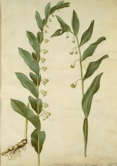 Polygonatum multiflorum (stor konval); Polygonatum odoratum (kantet konval) od Hans Simon Holtzbecker