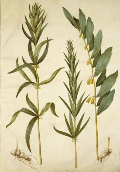 Polygonatum verticillatum (věnec konvalinka); Polygonatum multiflorum (velká konvalinka) od Hans Simon Holtzbecker