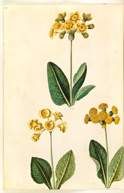 Primula ×polyantha (?); Jarní petrklíče (?) od Hans Simon Holtzbecker