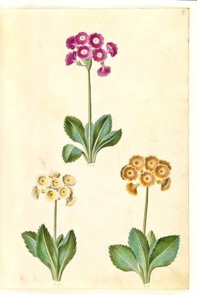 Primula × pubescens (have-aurikel) od Hans Simon Holtzbecker