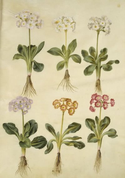 Primula × pubescens (have-aurikel) od Hans Simon Holtzbecker