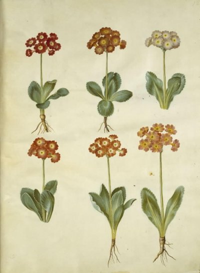 Primula × pubescens (have-aurikel) od Hans Simon Holtzbecker