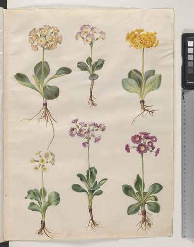 Primula ×pubescens Wulfen (mít-auricula) od Hans Simon Holtzbecker