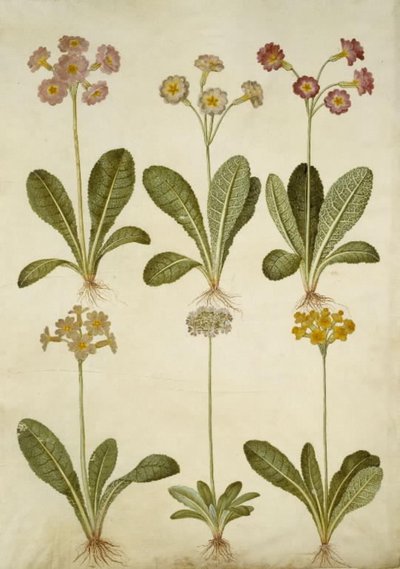 Primula veris (hybrid vigny dutokrké); Primula farinosa (kvetoucí vigna) od Hans Simon Holtzbecker