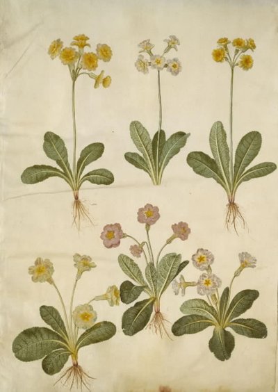 Primula veris (hybrid vigny dutokrké); Primula vulgaris (velkokvětý hybrid vigny) od Hans Simon Holtzbecker