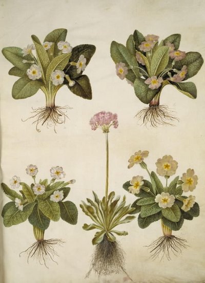 Primula vulgaris (kříženec prvosenky velkokvěté); Primula farinosa (kvetoucí vigna) od Hans Simon Holtzbecker