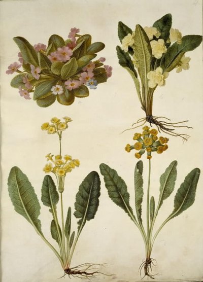 Primula vulgaris (masopustní pastýř); Primula vulgaris (kříženec prvosenky velkokvěté); Primula veris (hybrid vigny s dutým hrdlem) od Hans Simon Holtzbecker