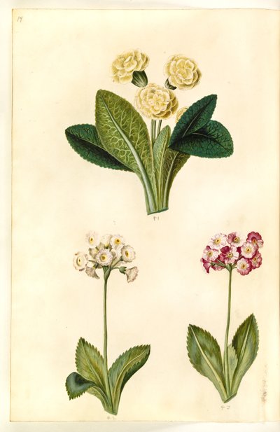 Primula vulgaris (květinek velkokvětý); Primula ×pubescens (zahradní boltec) od Hans Simon Holtzbecker