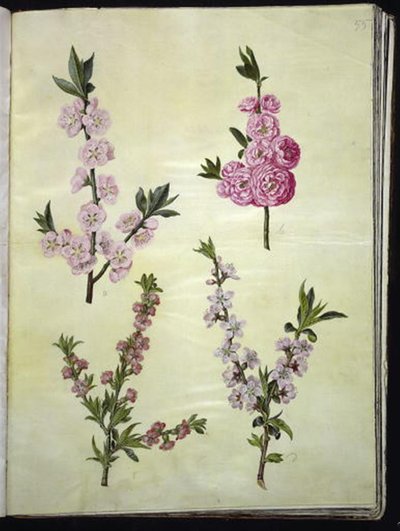 Prunus dulcis (mandle); Prunus persica od Hans Simon Holtzbecker