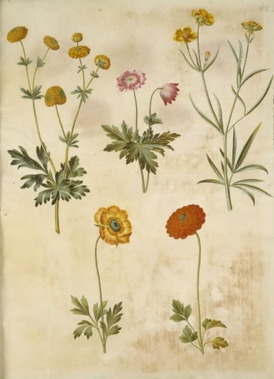Ranunculus acris (guldknap-ranunkel); Anemone nemorosa (sasanka hvid); Ranunculus Illyricus (stepní ranunkel); Ranunculus asiatica (have-ranunkel) od Hans Simon Holtzbecker