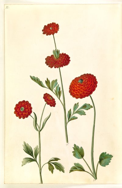 Ranunculus asiatica (have-ranunkel) od Hans Simon Holtzbecker