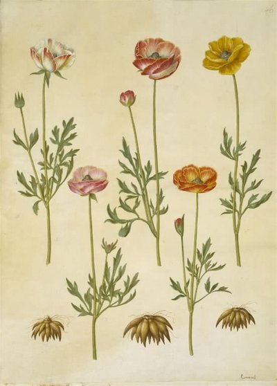 Ranunculus asiatica (have-ranunkel) od Hans Simon Holtzbecker