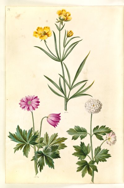 Ranunculus Illyricus (stepní ranunkel); Sasanka lesní (hvid sasanka) od Hans Simon Holtzbecker