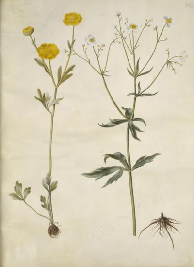 Ranunculus monspeliacus (pryskyřník hedvábný); Ranunculus aconitifolius (Ranunculus aconitifolius) od Hans Simon Holtzbecker