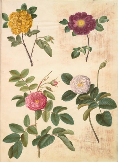 Rosa hemisphaerica (sírová žlutá růže); Rosa gallica (sametová růže); Rosa ×damascena (damascénská růže) od Hans Simon Holtzbecker