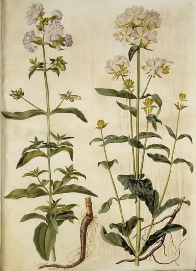Saponaria officinalis (mydlice obecná) od Hans Simon Holtzbecker