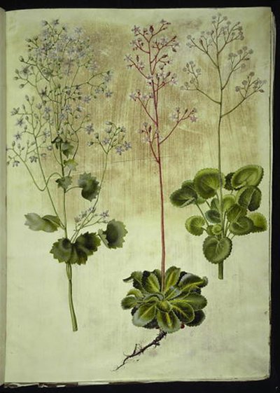 Saxifraga rotundifolia (kamenovka okrouhlolistá); Saxifraga umbrosa (lomikámen stínový); Saxifraga geum (porcelánový květ) od Hans Simon Holtzbecker